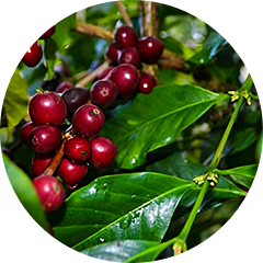 SIDAMO